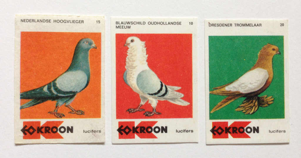 pigeons3