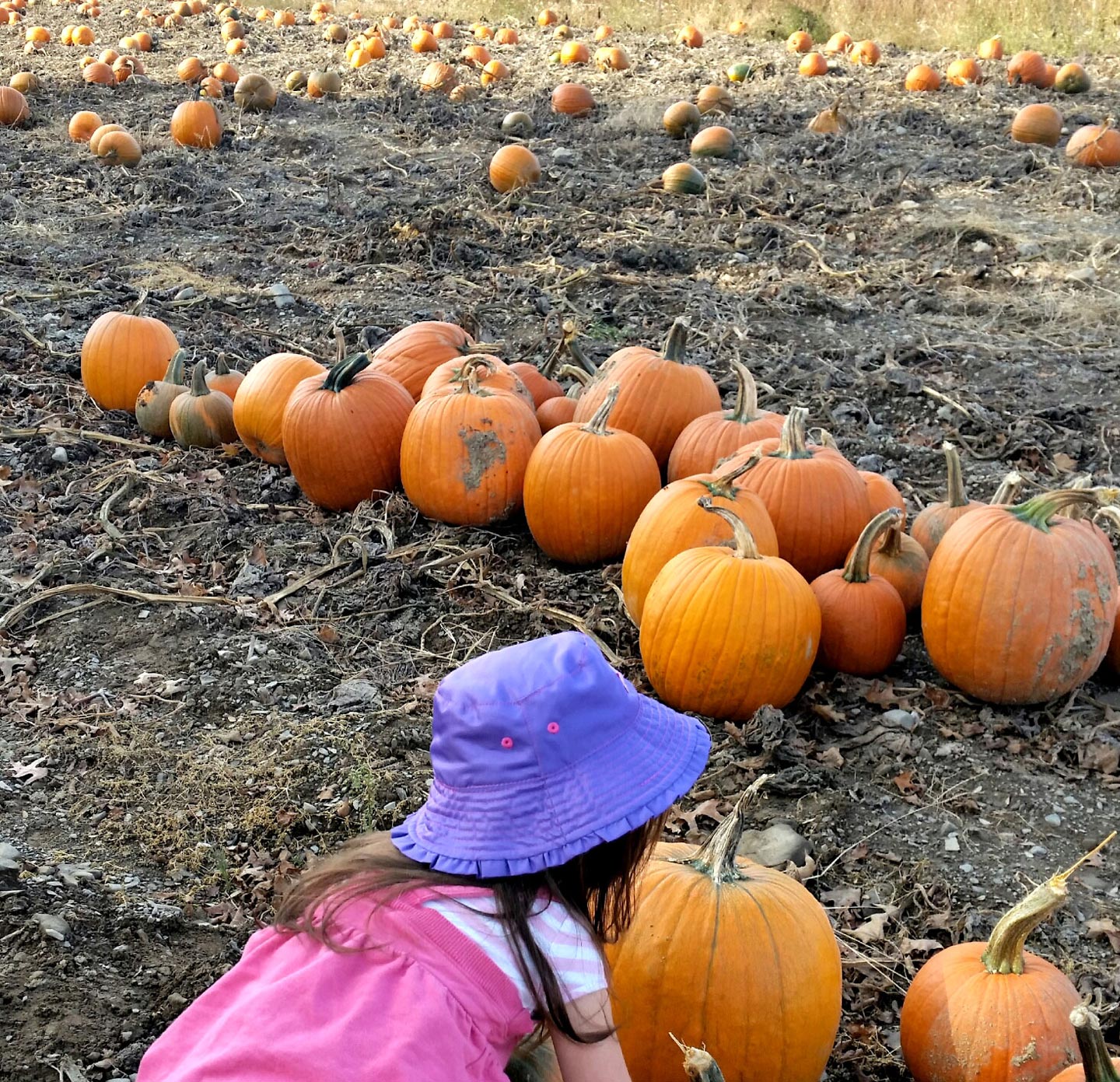 Pumpkin patch tested for quality assurance