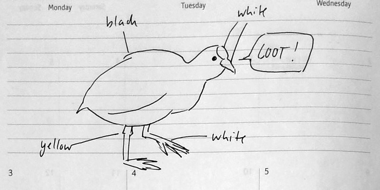 Illustration of a coot with annotations and a speech bubble saying 'coot'