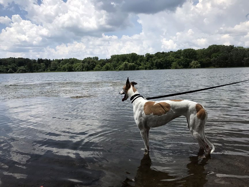 Connie in the shallow water of a lake, looking out to the horizon.