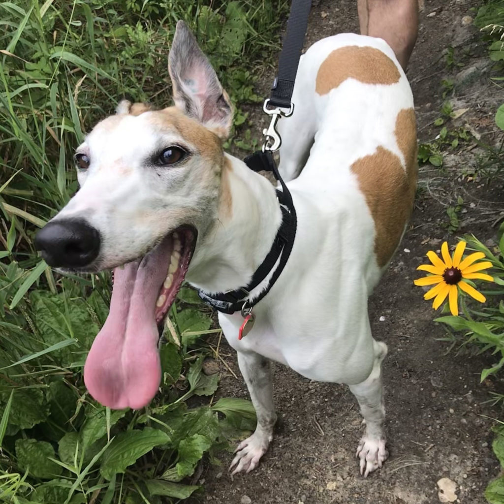 Connie, tounge out, by a yellow daisy.