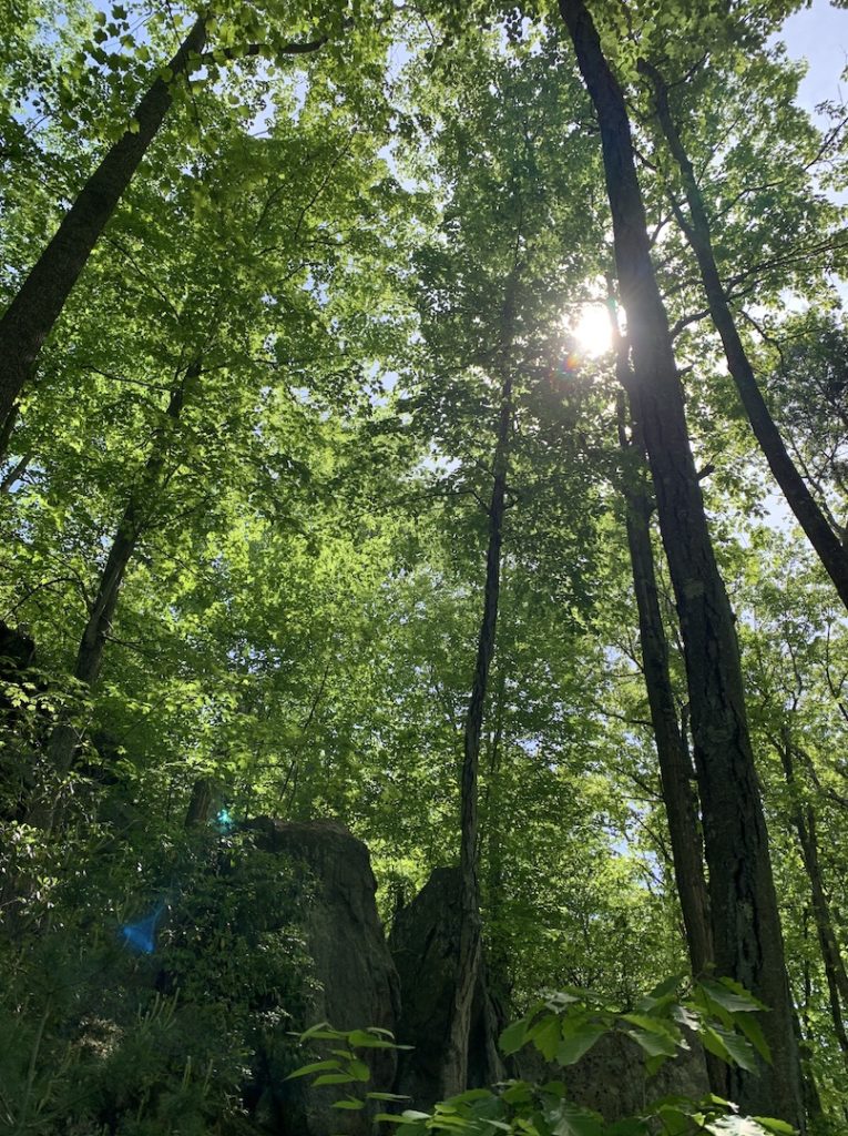 a forest of trees with the sun peaking through leaves