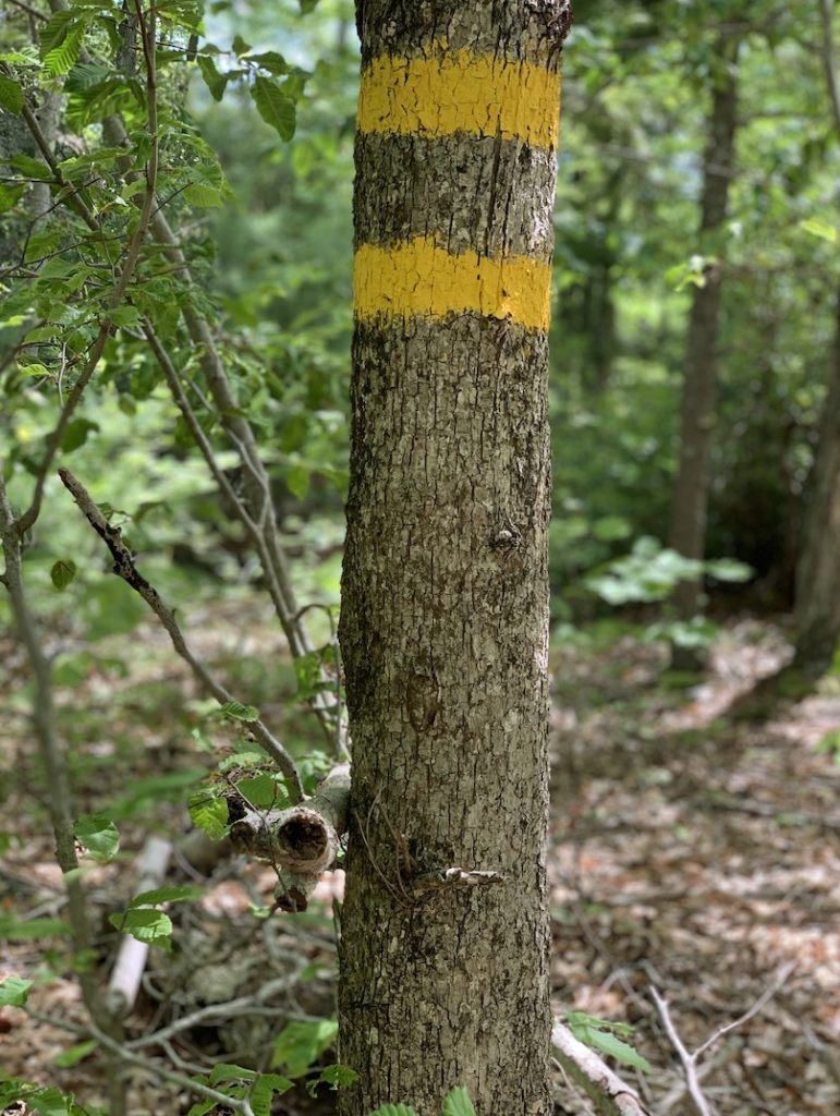 a tree trunk with two yellow stripes painted on it with forest in the background